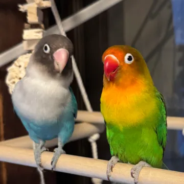 ペットのボタンインコ2羽